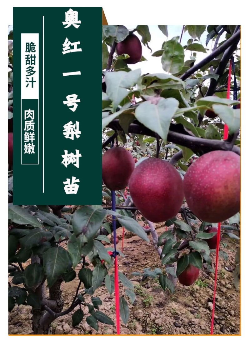 梨树苗奥红一号梨树苗嫁接苗好品种包成活包结果包邮发货