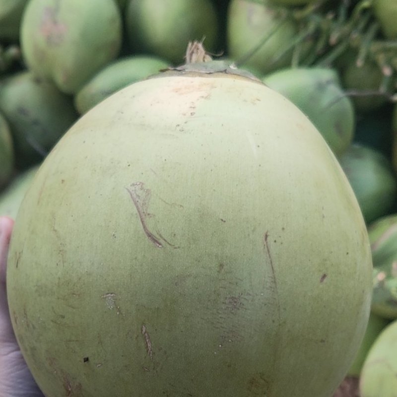 海南文昌椰子青承接各种平台一天一挂车质量保证