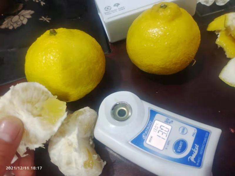 黄金贡柚