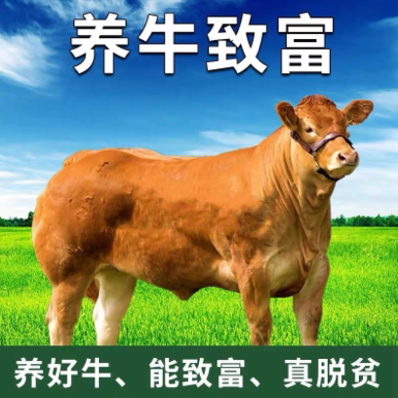 【厂家直销】黄牛犊肉牛犊鲁西黄牛包回收包技术