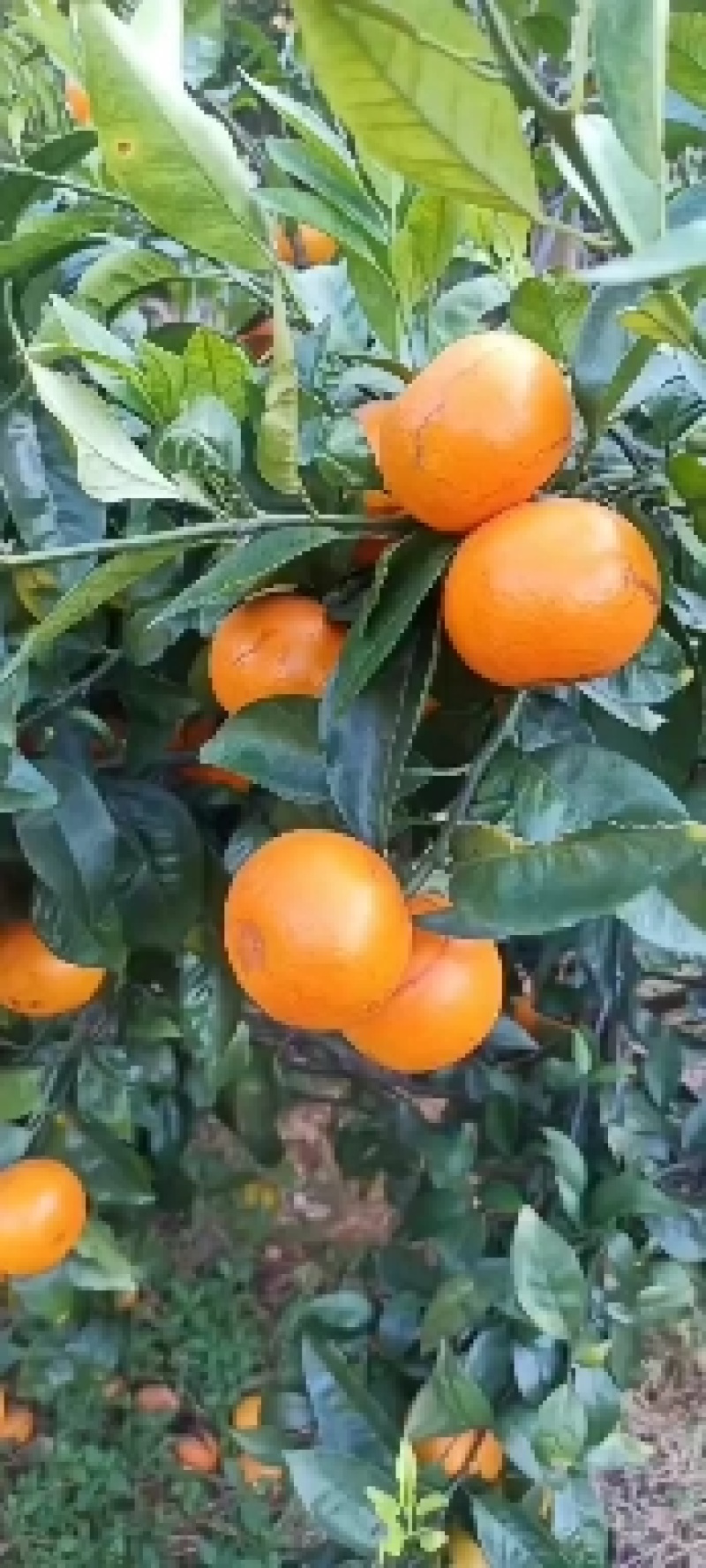 精品沃柑