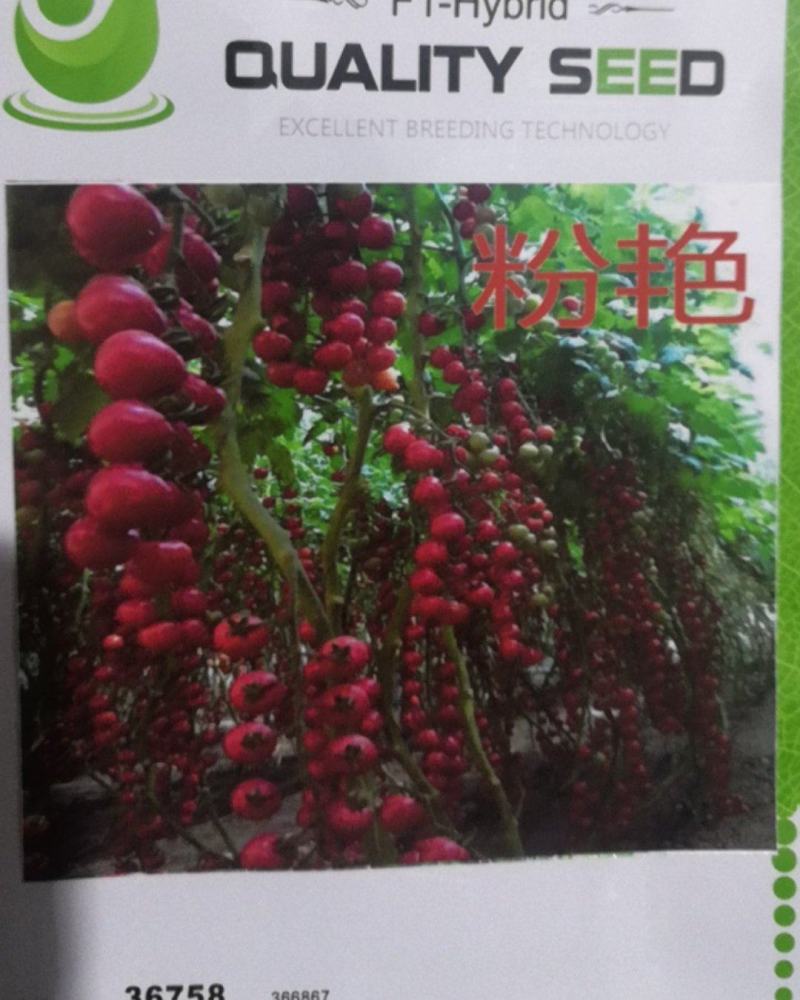 口感小圆红圣女果品种粉艳口感倍棒