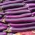 368紫红长茄种子果条顺直果皮深紫光泽度好