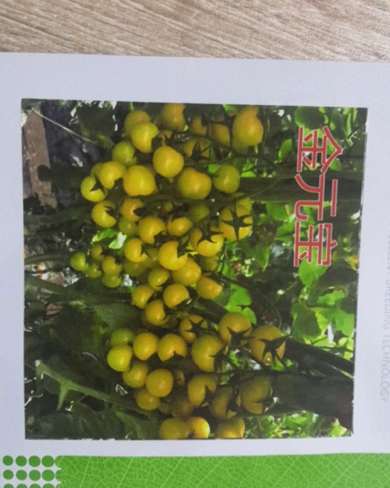 口感黄色圣女果小圆黄番茄种子吃了忘不了的小柿子樱桃
