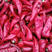红干椒干辣椒北京红系列内蒙古开鲁县大量有货产地代收代发