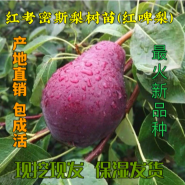 梨树苗早酥红梨红啤梨苗新品种嫁接南北方可植口感香甜包邮