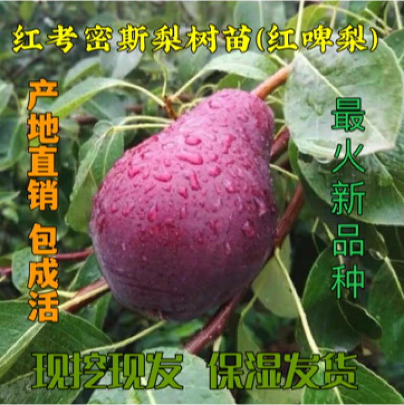 梨树苗早酥红梨红啤梨苗新品种嫁接南北方可植口感香甜包邮