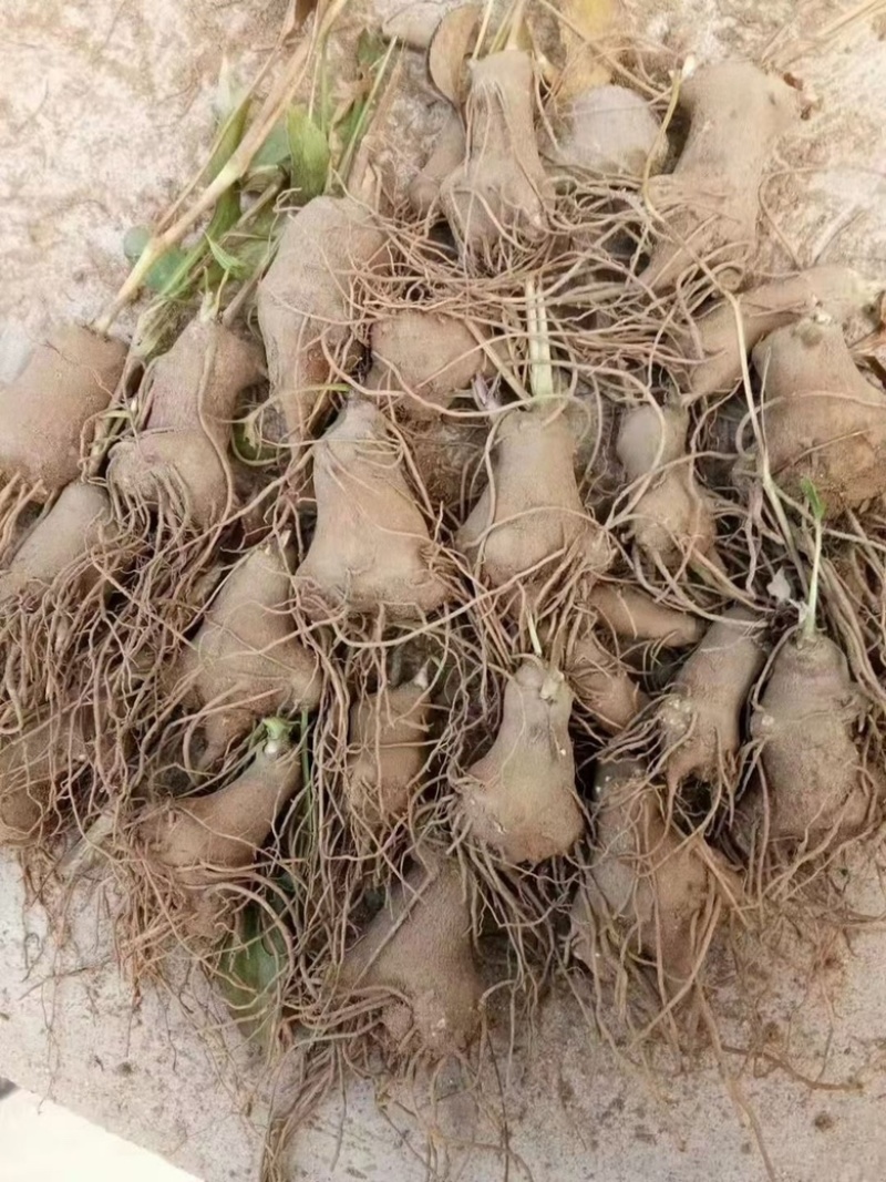 白术种子，自家基地繁育（假一罚万）保证芽率