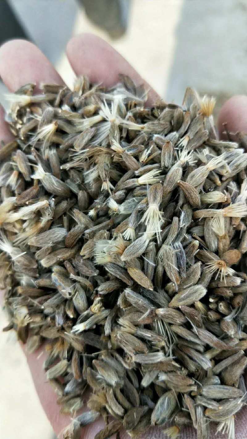 白术种子，自家基地繁育（假一罚万）保证芽率
