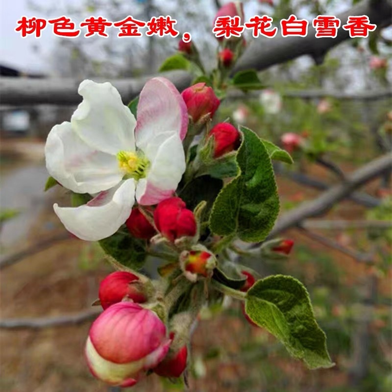 梨树苗早酥红梨红啤梨苗新品种嫁接南北方可植口感香甜包邮