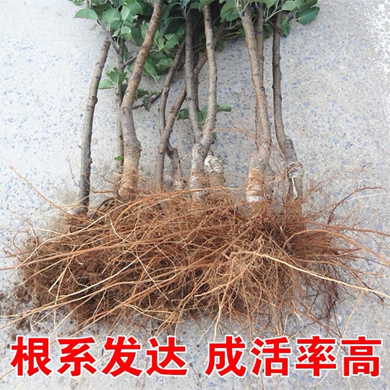 梨树苗早酥红梨红啤梨苗新品种嫁接南北方可植口感香甜包邮