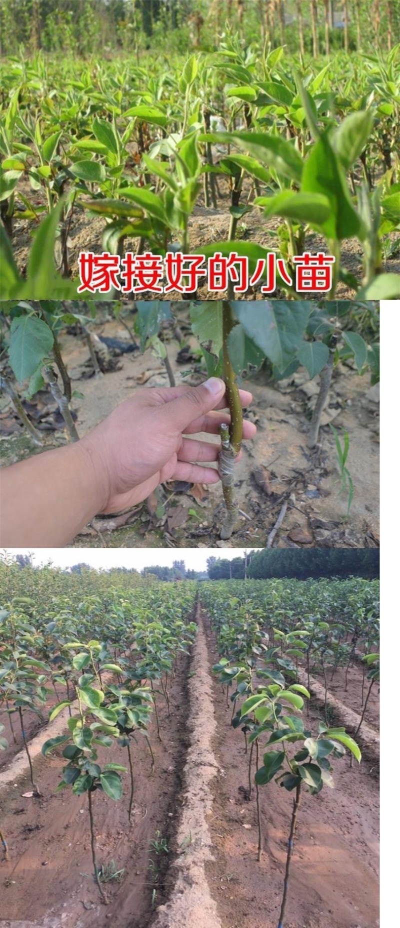 梨树苗早酥红梨红啤梨苗新品种嫁接南北方可植口感香甜包邮