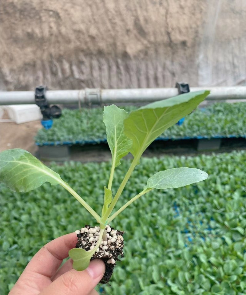 65天菜花苗耐热花菜苗有机菜花苗青梗松花菜苗
