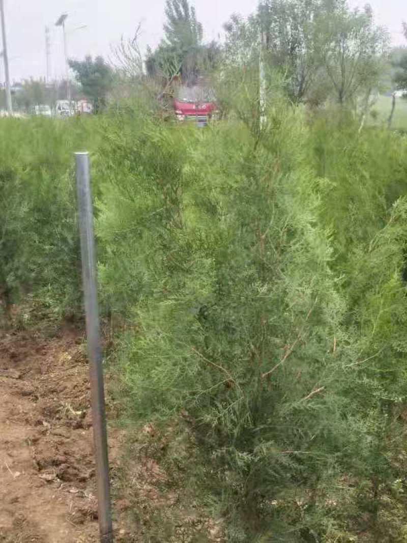 侧柏