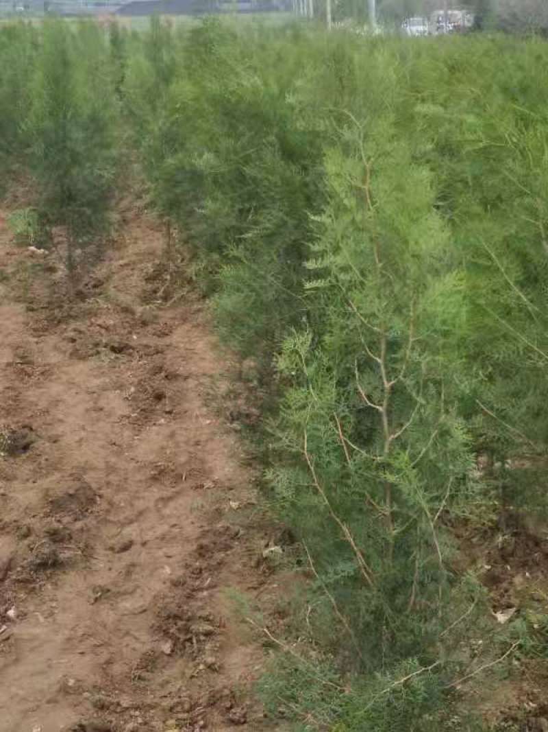 侧柏