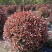 红叶石楠球