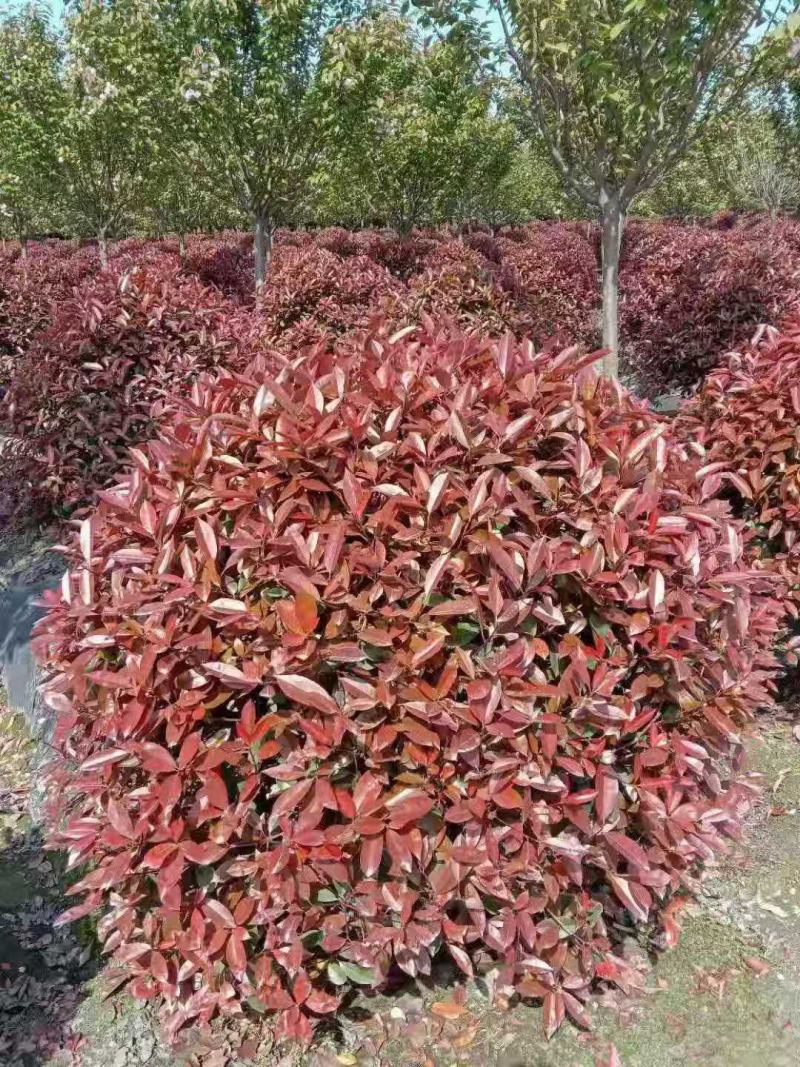 红叶石楠球