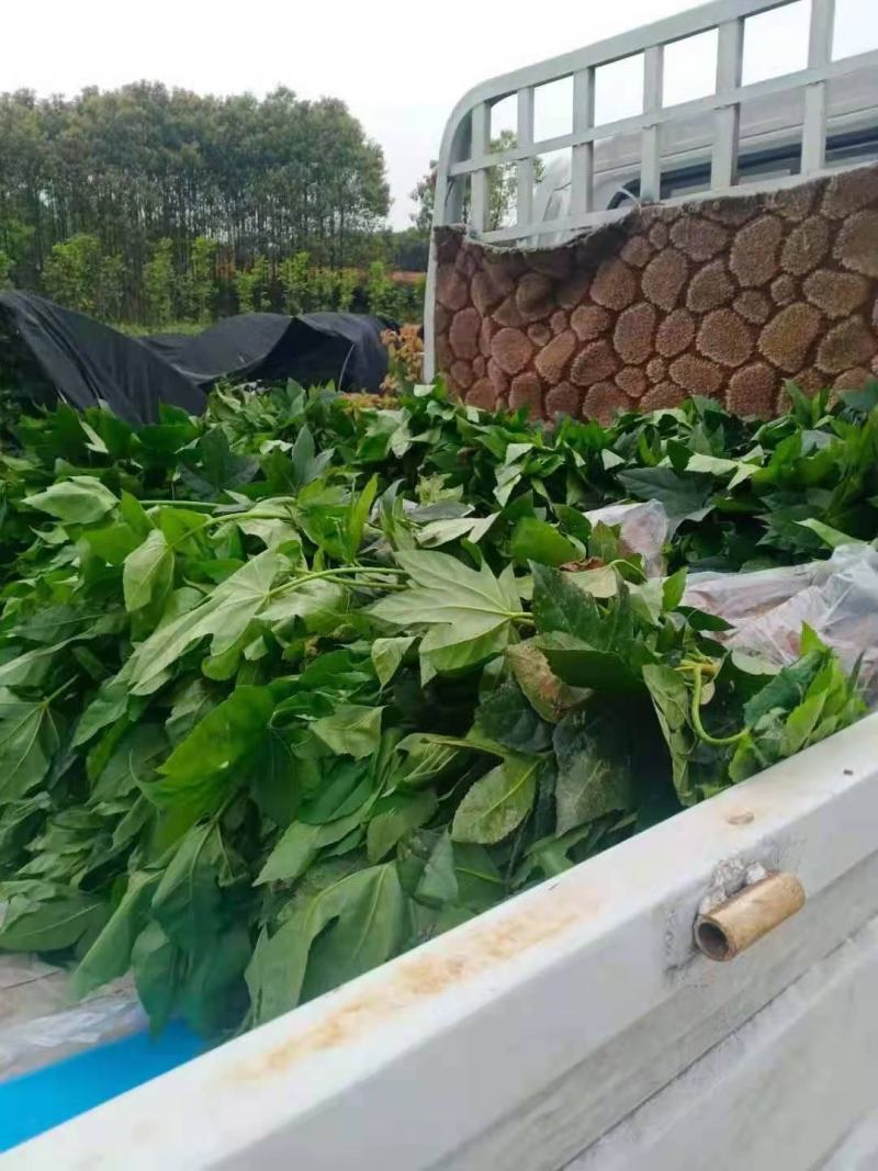八宝景天