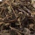 石莽草头花蓼太阳草石辣蓼小红藤四季红新货