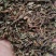石莽草头花蓼太阳草石辣蓼小红藤四季红新货