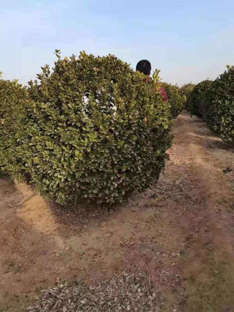 大叶黄杨球