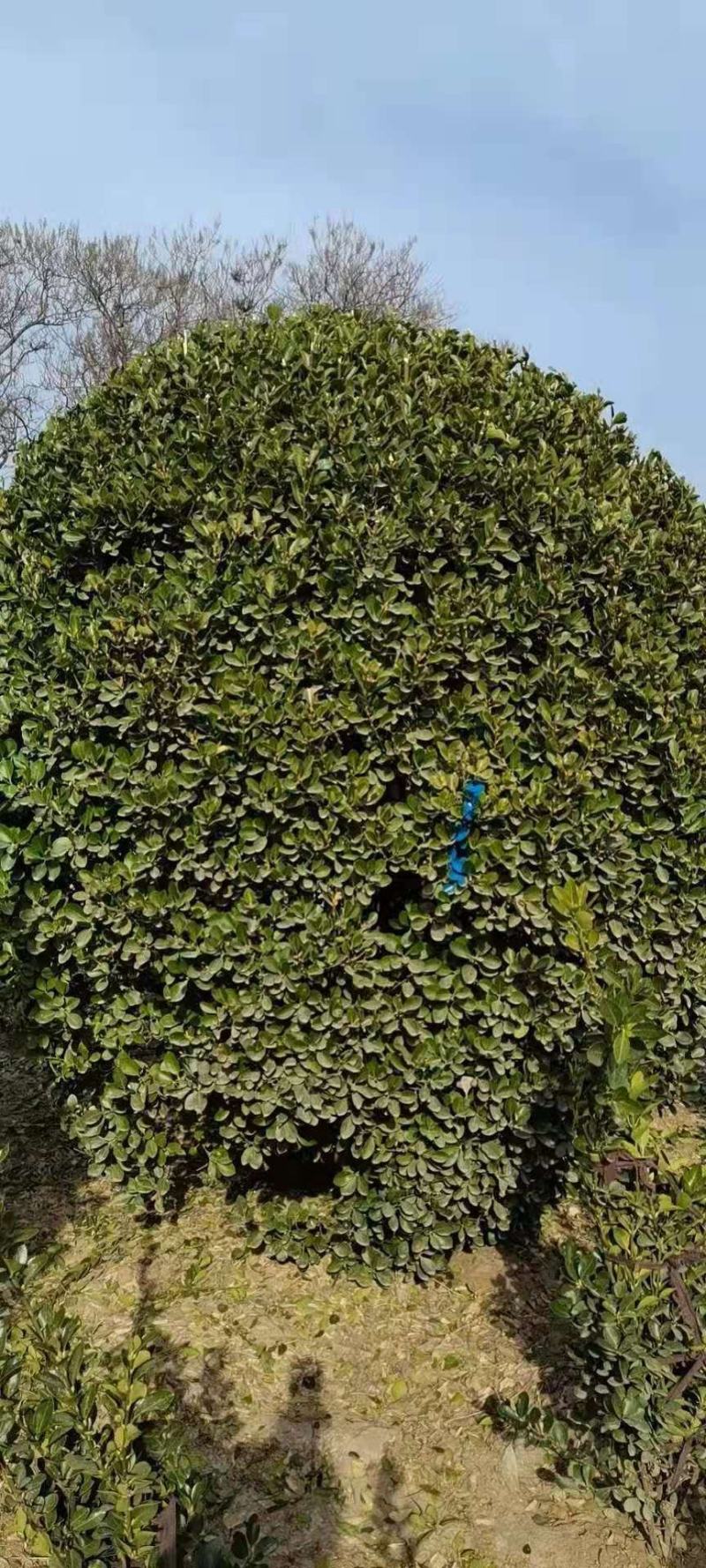 大叶黄杨球