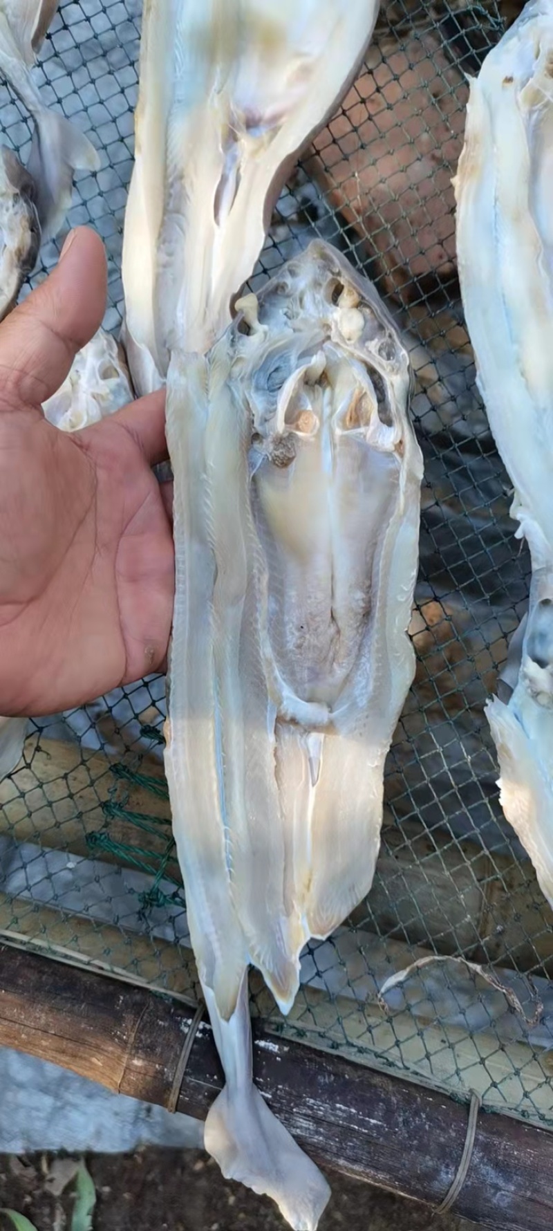 干海鲜，鲨鱼，墨鱼仔，鱿鱼肉