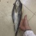干海鲜，鲨鱼，墨鱼仔，鱿鱼肉