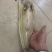 干海鲜，鲨鱼，墨鱼仔，鱿鱼肉
