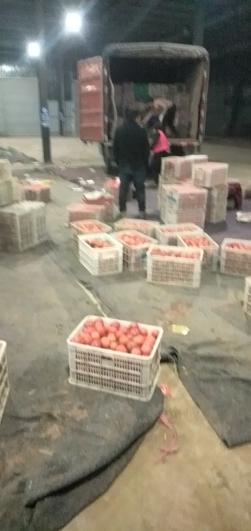 濮阳南乐绿色无公害基地硬粉西红柿大量上市中，诚招天下客商