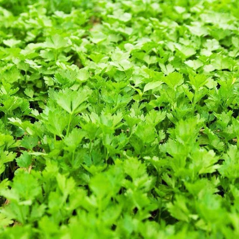 精品芹菜没有别的费用一手货源欢迎采购