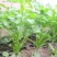 精品芹菜没有别的费用一手货源欢迎采购