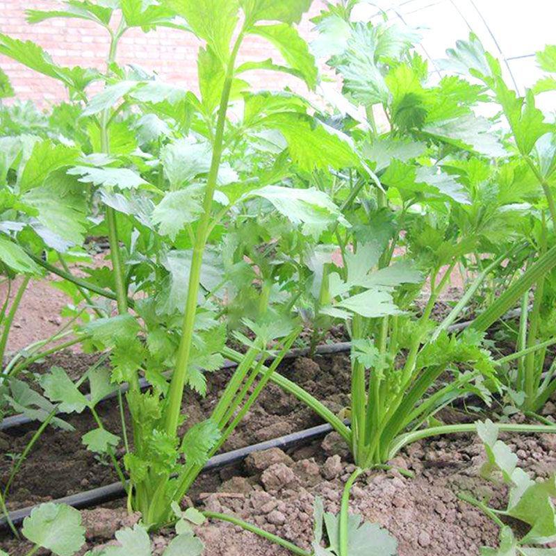 精品芹菜没有别的费用一手货源欢迎采购