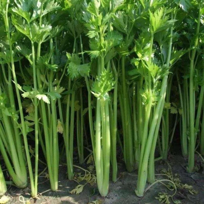 精品芹菜没有别的费用一手货源欢迎采购