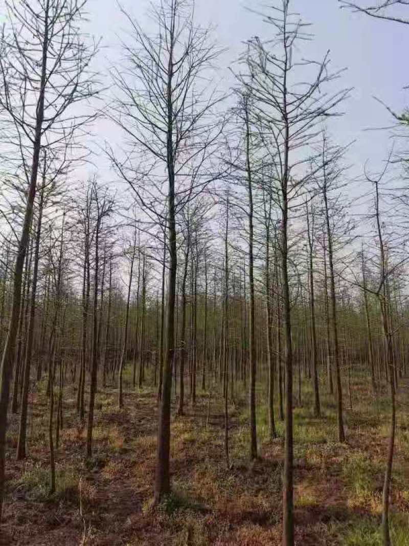 池杉