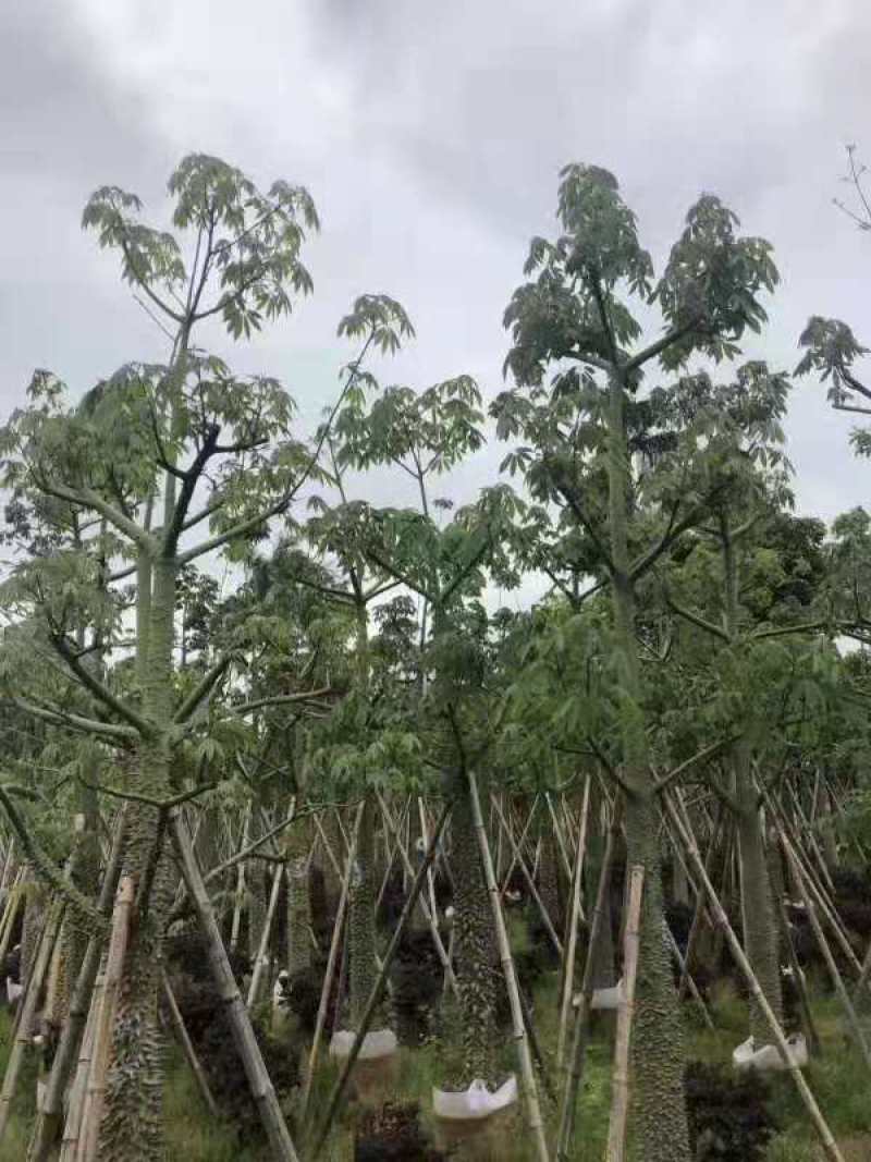 木棉