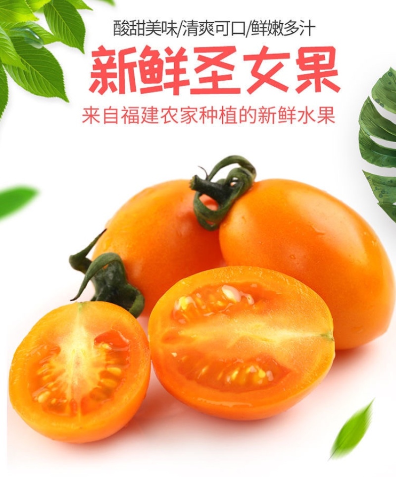 【零售代发】福建漳州龙海现摘新鲜金玲珑黄色圣女果小番茄