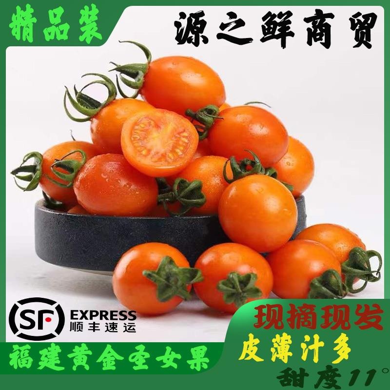 【零售代发】福建漳州龙海现摘新鲜金玲珑黄色圣女果小番茄