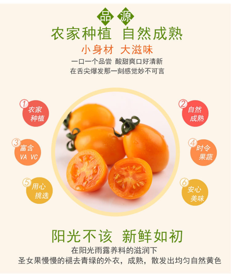 【零售代发】福建漳州龙海现摘新鲜金玲珑黄色圣女果小番茄