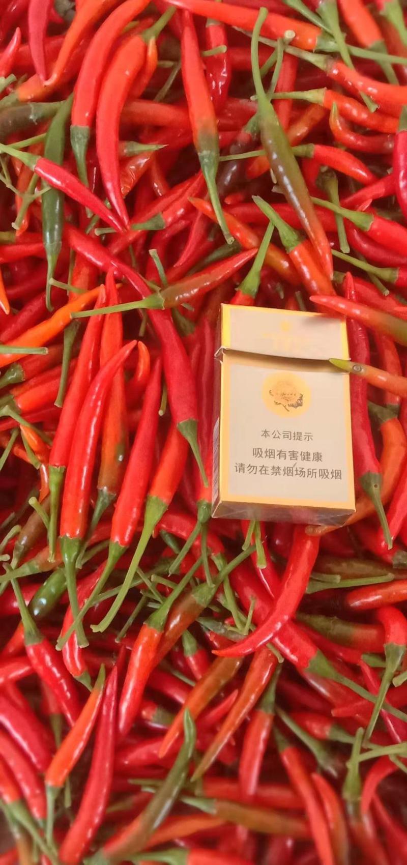 【小米椒】精品小米椒大量上市常年供应欢迎采购