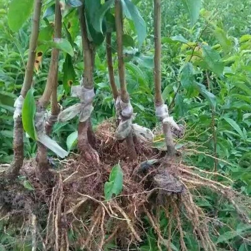 晚熟青脆李子苗晚熟品种，九月成熟的青脆李子苗脱骨离核