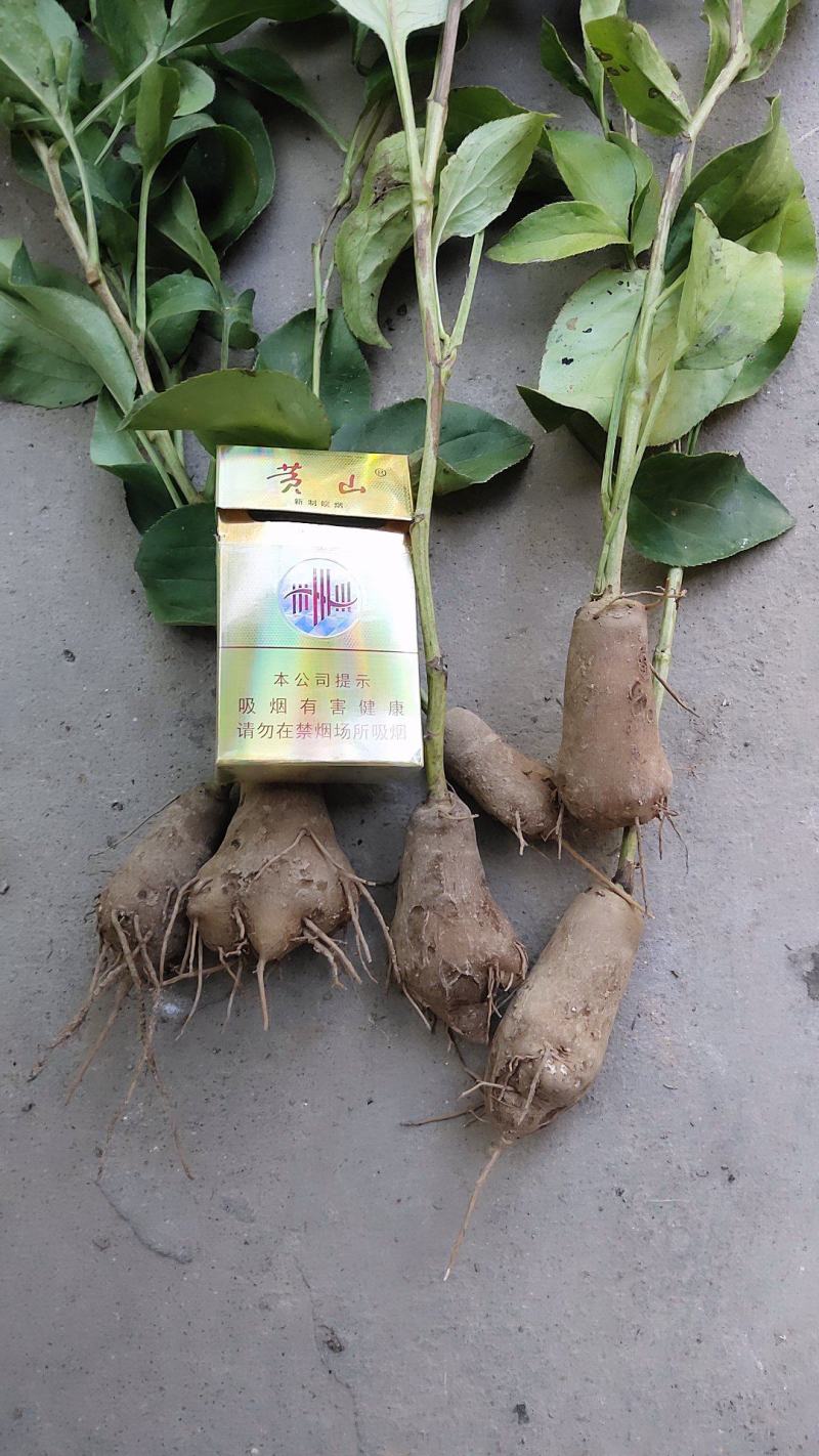 改良白术种子，一手货源，量大从优