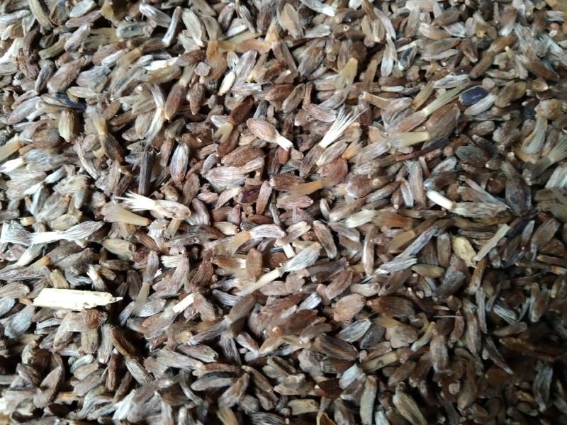 改良白术种子，一手货源，量大从优