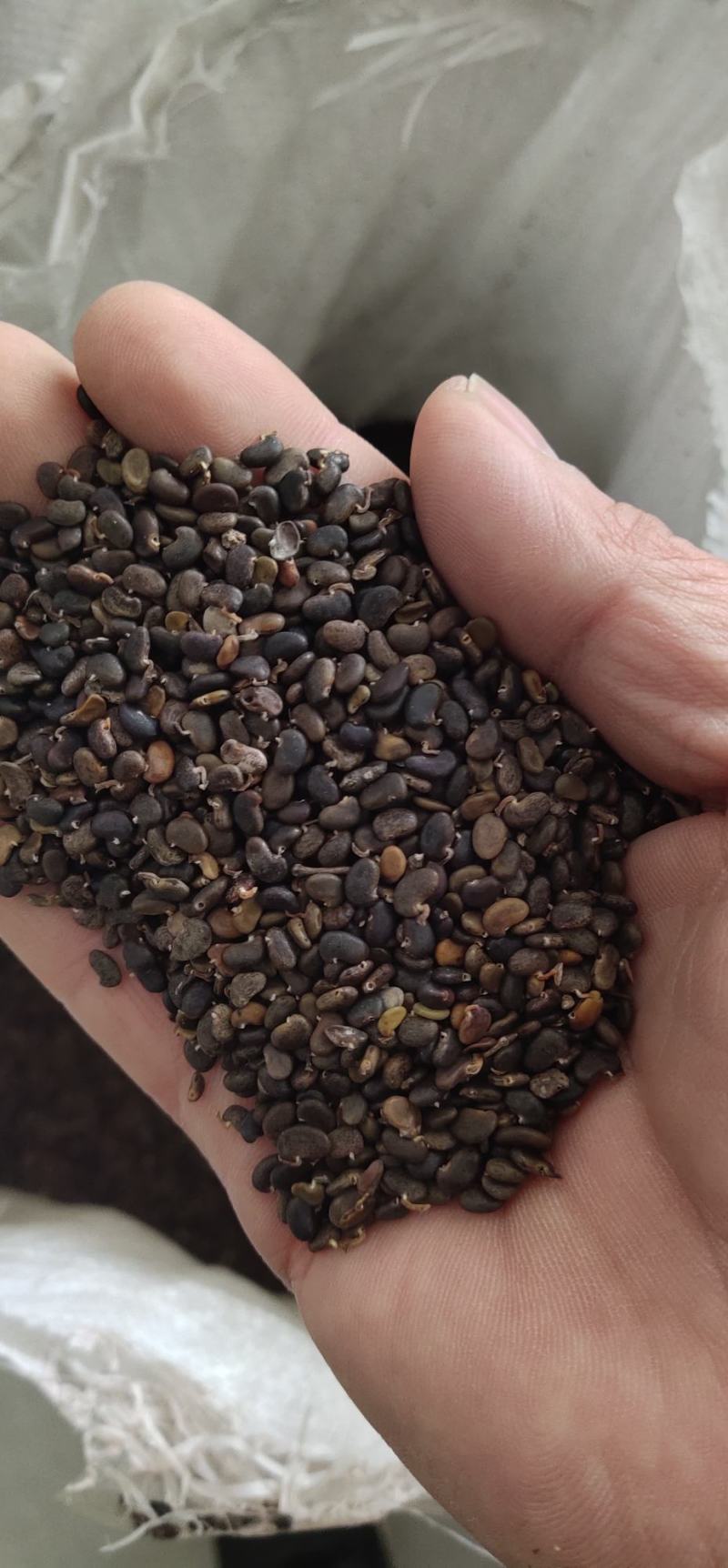 刺槐种子槐树种子洋槐树种子香花槐种子