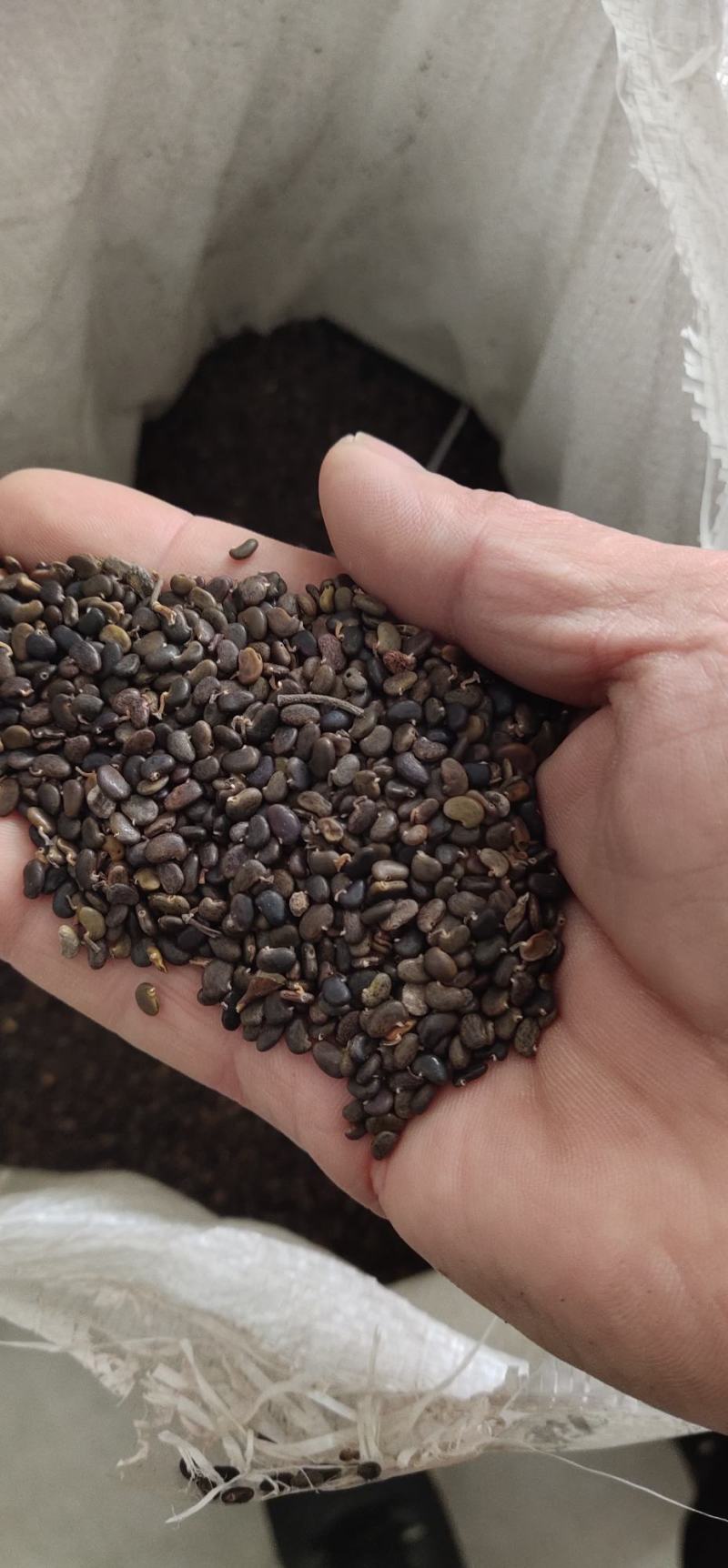 刺槐种子槐树种子洋槐树种子香花槐种子