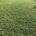 十成大叶油草场地直售物美价廉