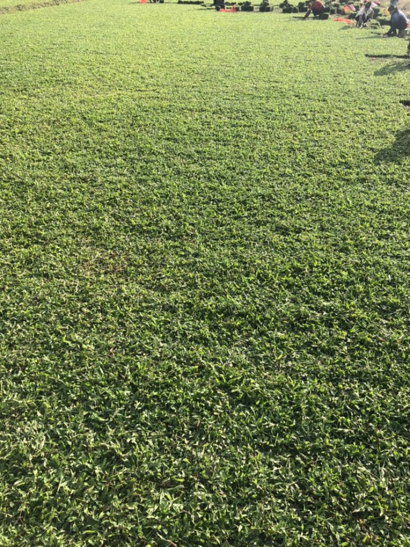 十成大叶油草场地直售物美价廉