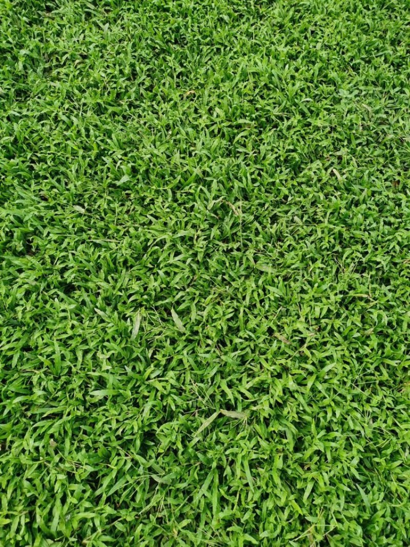 十成大叶油草场地直售物美价廉