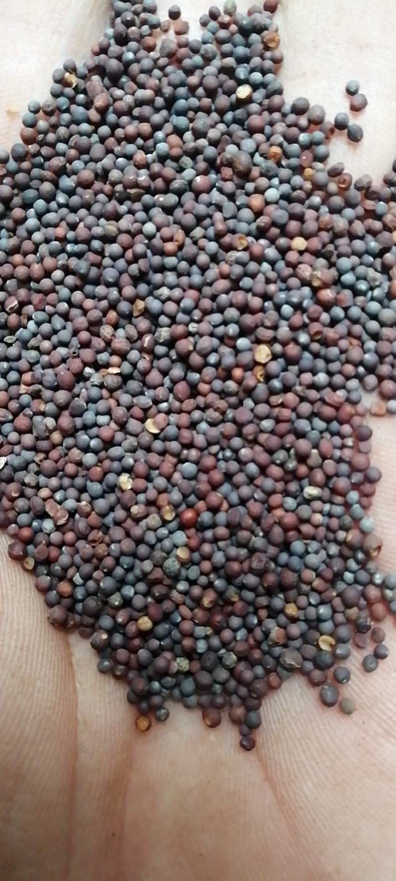 芸薹子芸苔子芸台子油菜籽油菜子干货无硫