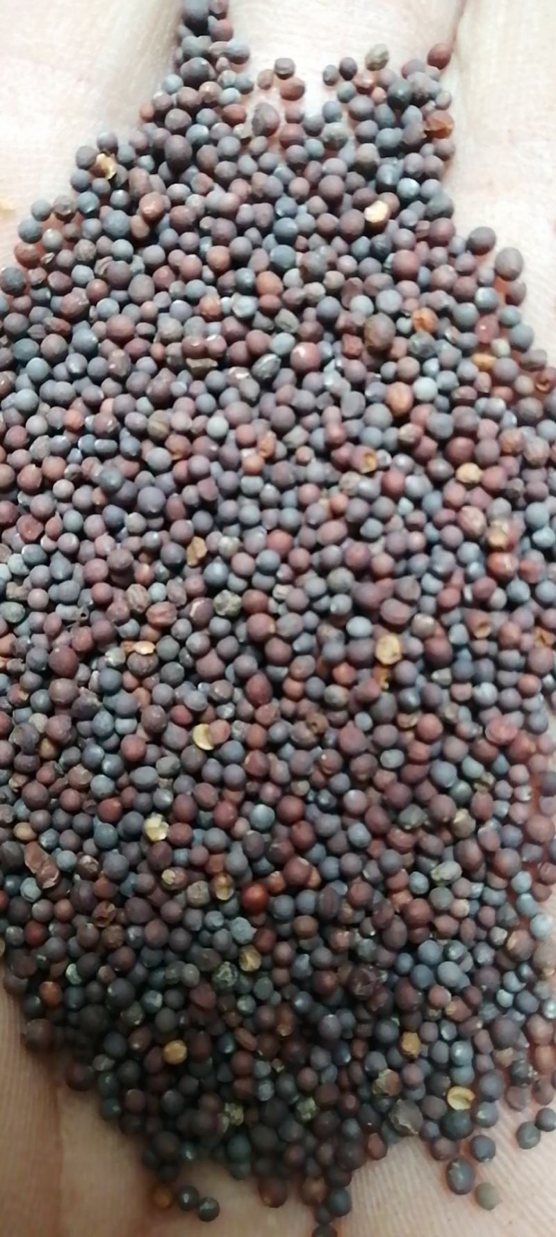 芸薹子芸苔子芸台子油菜籽油菜子干货无硫